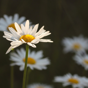 daisies-5232284-1920.jpg