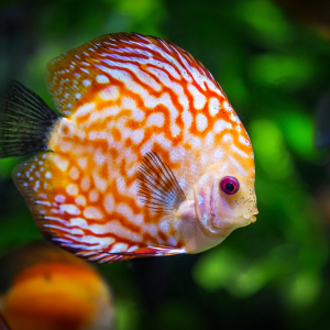 discus-fish-1943755-1280.jpg