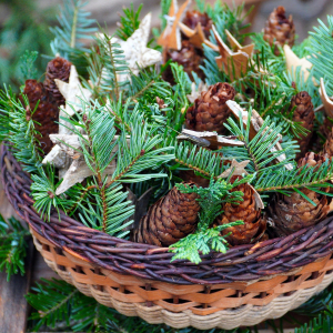 pine-cones-5836924-1920.jpg