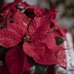 poinsettia-g9fdc362b0-1920.jpg