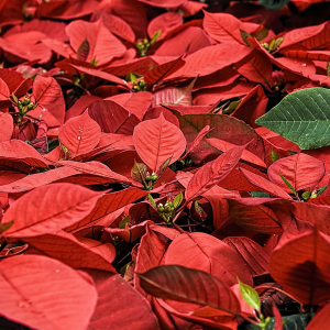 poinsettia-ge7507d445-1920.jpg