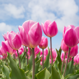 tulips-2254970-1920.jpg