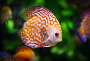 discus-fish-1943755-1280.jpg