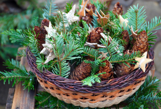 pine-cones-5836924-1920.jpg