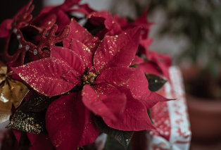 poinsettia-g9fdc362b0-1920.jpg