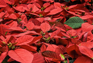 poinsettia-ge7507d445-1920.jpg