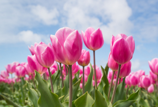 tulips-2254970-1920.jpg