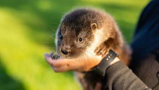 Záchranná stanice Pavlov