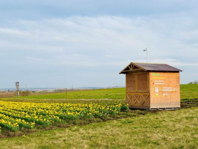 Jarní radost ze samosběru: Vyrazte do Měnína pro vlastní květiny